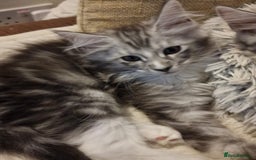 Maine Coon cats for sale: MAINE COONE KITTENS WITH WORLD CHAMPION BLOODLINE - Image 13