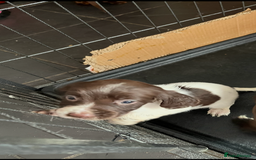 Sprocker dogs for sale: Sprockers  - Advert 6