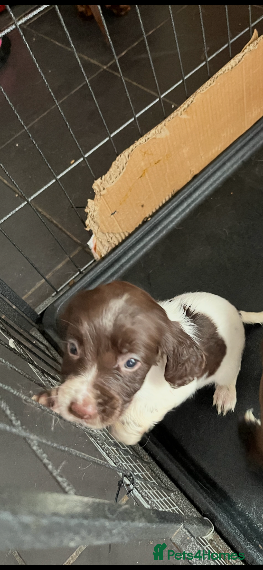 Sprocker dogs for sale: Sprockers  - Advert 6