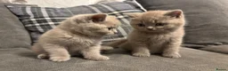 British Shorthair cats for sale: BEAUTIFUL PEDIGREE HEALTH TESTED BSH KITTENS  - Advert 4