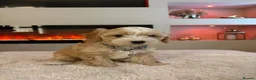 Cavapoo dogs for sale: Gorgeous Cavapoo puppies  - Advert 28