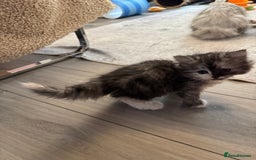 Persian cats for sale: Persian kittens  - Image 35
