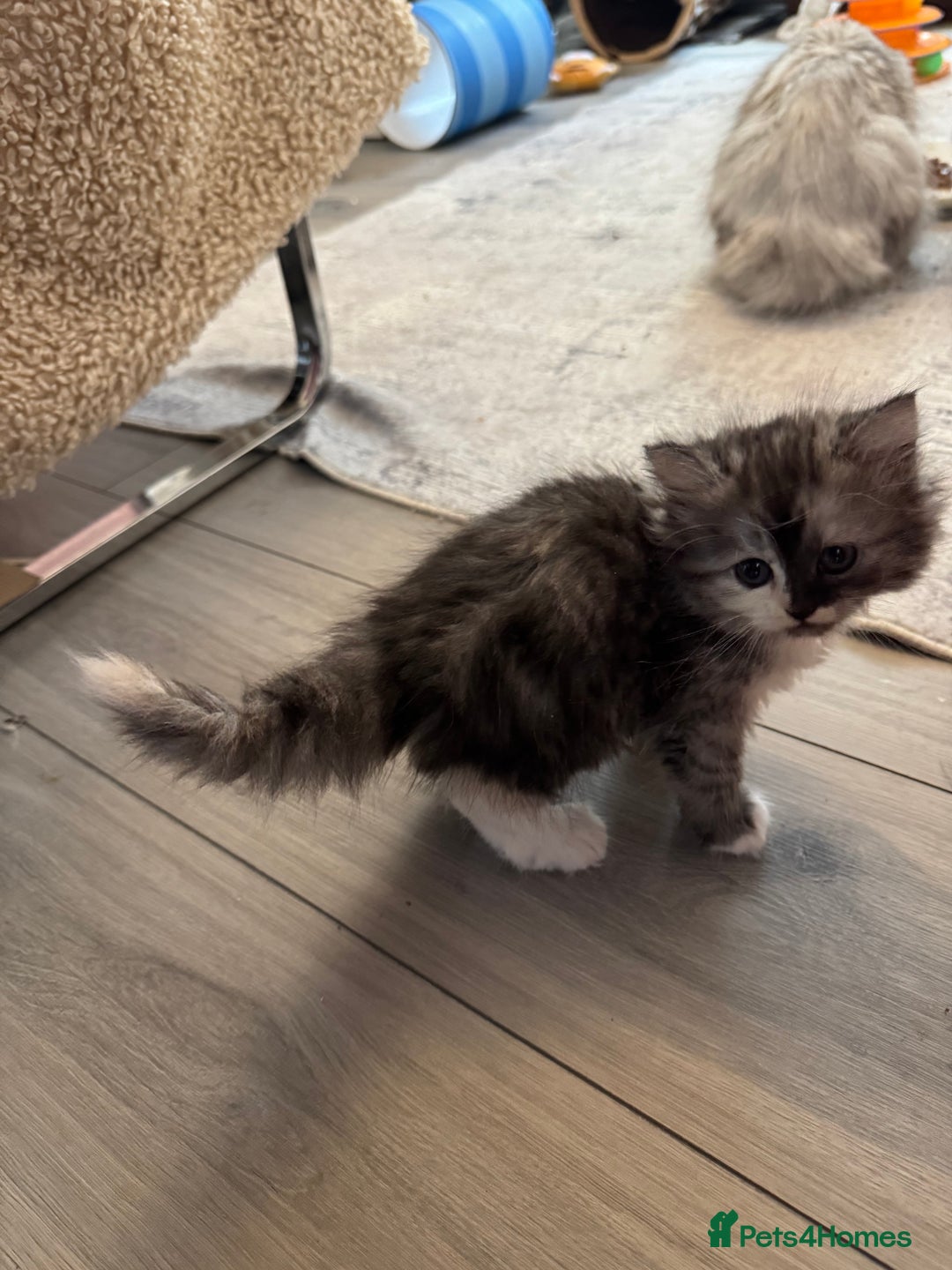Persian cats for sale: Persian kittens  - Image 35