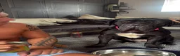 Cane Corso dogs for sale: Mitzy  - Advert 2