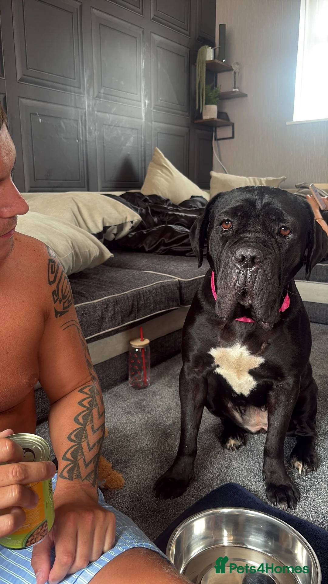 Cane Corso dogs for sale: Mitzy  - Advert 2