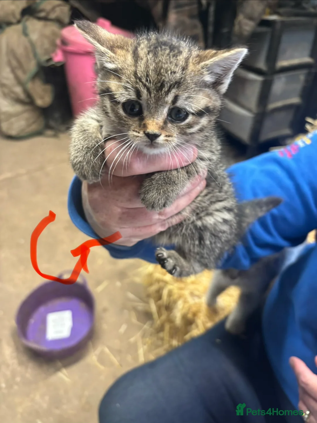 Mixed Breed cats for sale: kittens for sale  - Advert 2