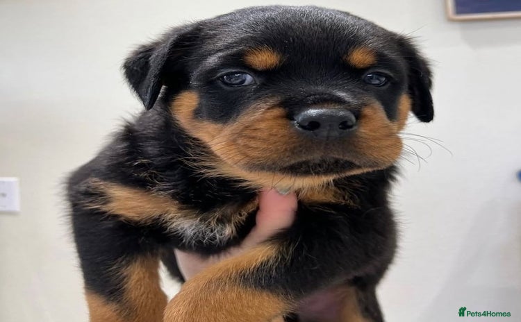 Rottweiler dogs - Advert 2
