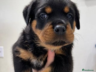 Rottweiler dogs - Advert 2