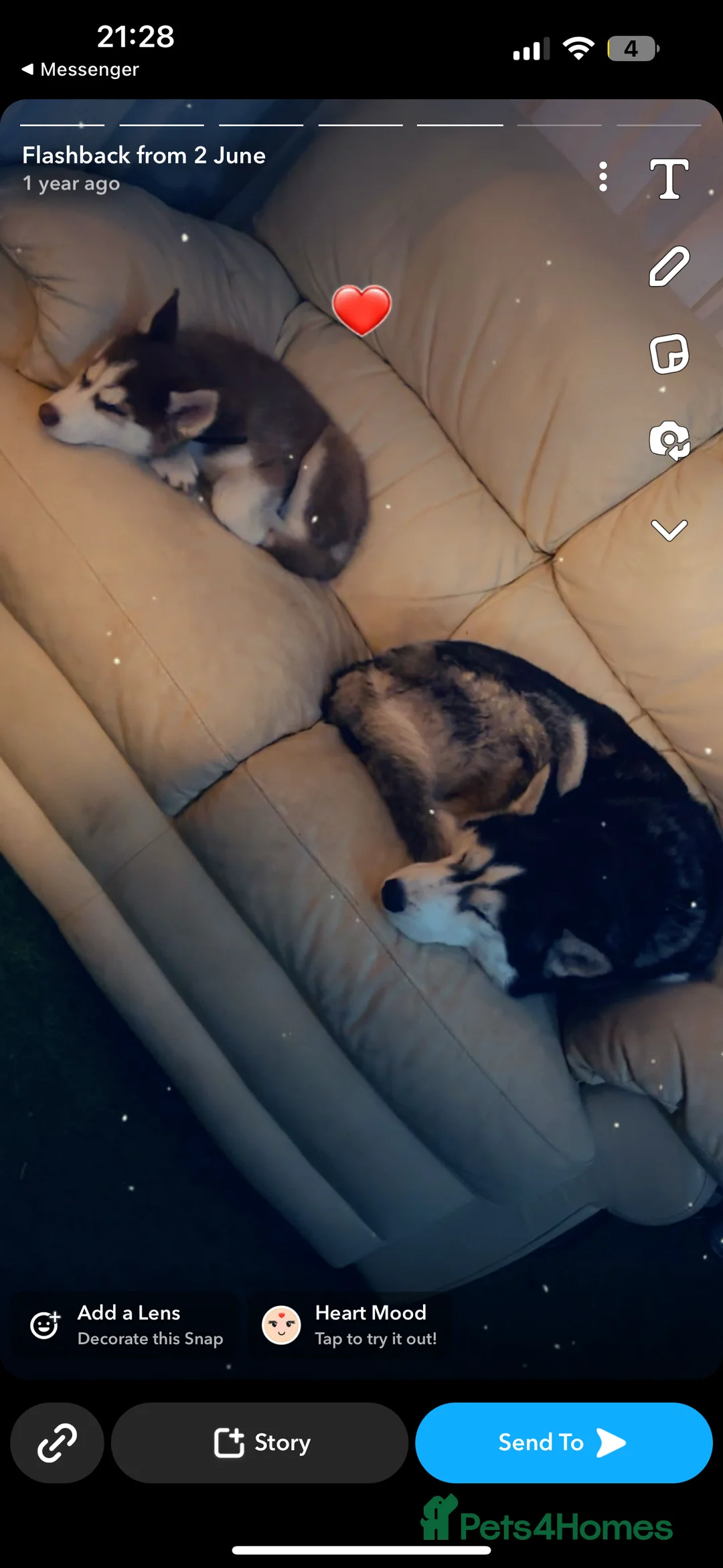 Siberian Husky dogs for stud: 🐺Lucky🐺 in Birmingham - Advert 36