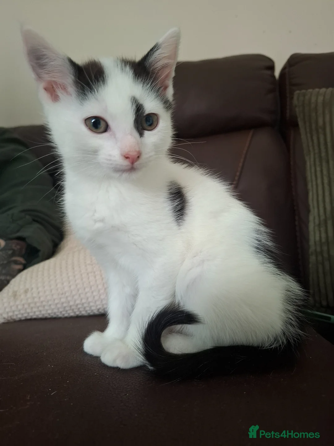 Mixed Breed cats for sale: Beautiful Female Kitten – Last One Available 🐾 - Advert 1