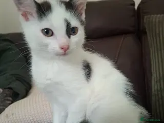 Mixed Breed cats Beautiful Female Kitten – Last One Available 🐾 - Advert 9