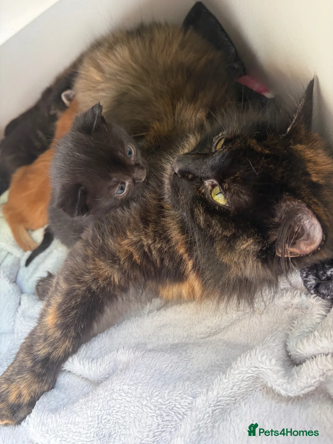 Mixed Breed cats for sale: Two Adorable Kittens Available  - Advert 1
