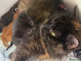 Mixed Breed cats Two Adorable Kittens Available - Advert 3