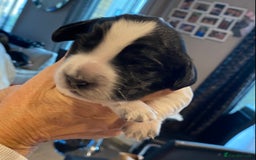 Sprocker dogs for sale: Norwich  - Image 5