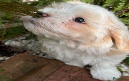 Havanese dogs for sale: 3 Beautiful Havanese Pedigree Puppies - Image 4