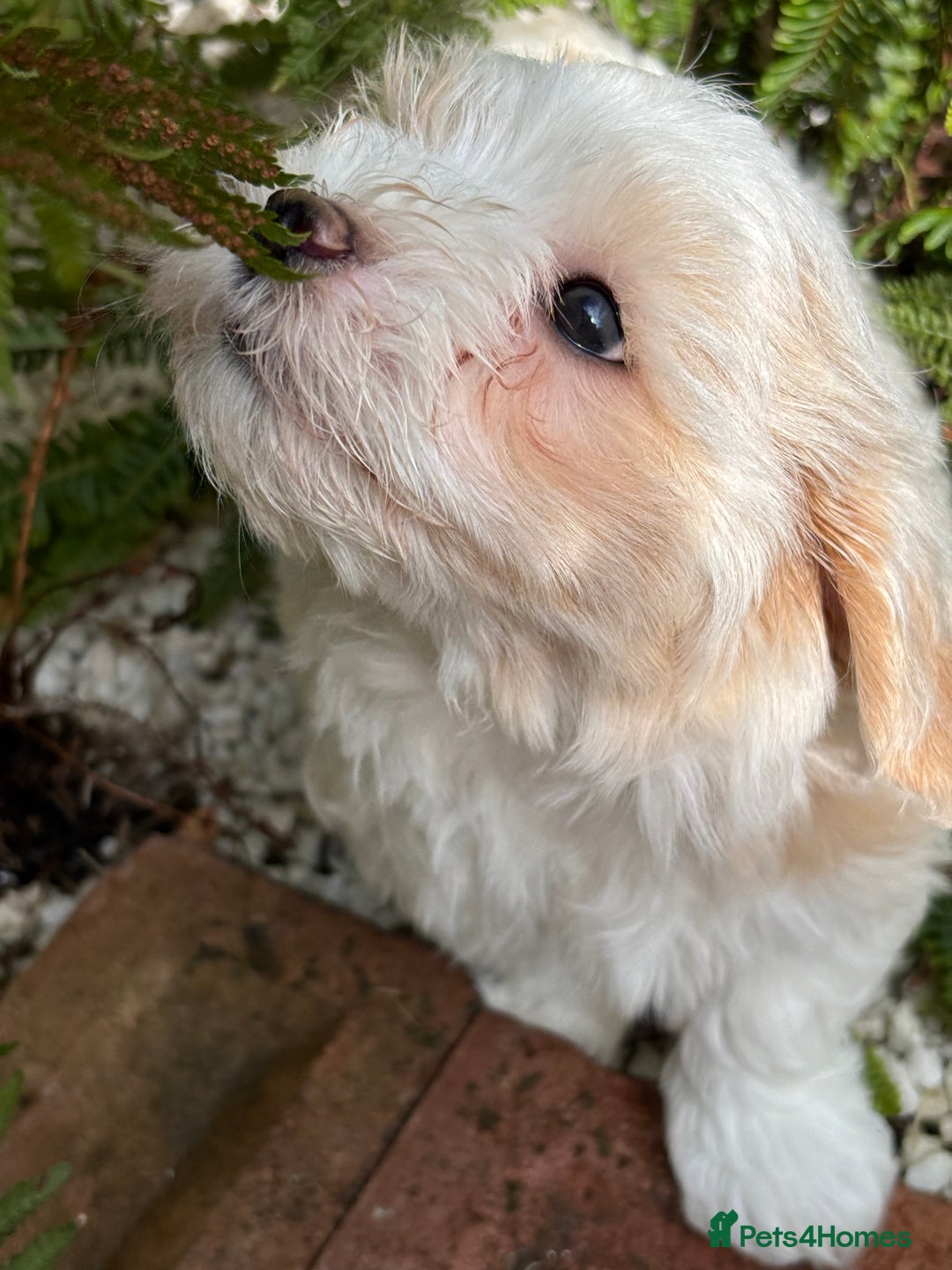 Havanese dogs for sale: 3 Beautiful Havanese Pedigree Puppies - Image 4