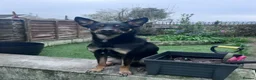 Mixed Breed dogs for sale: Male dog for rehoming  in Neath - Advert 3