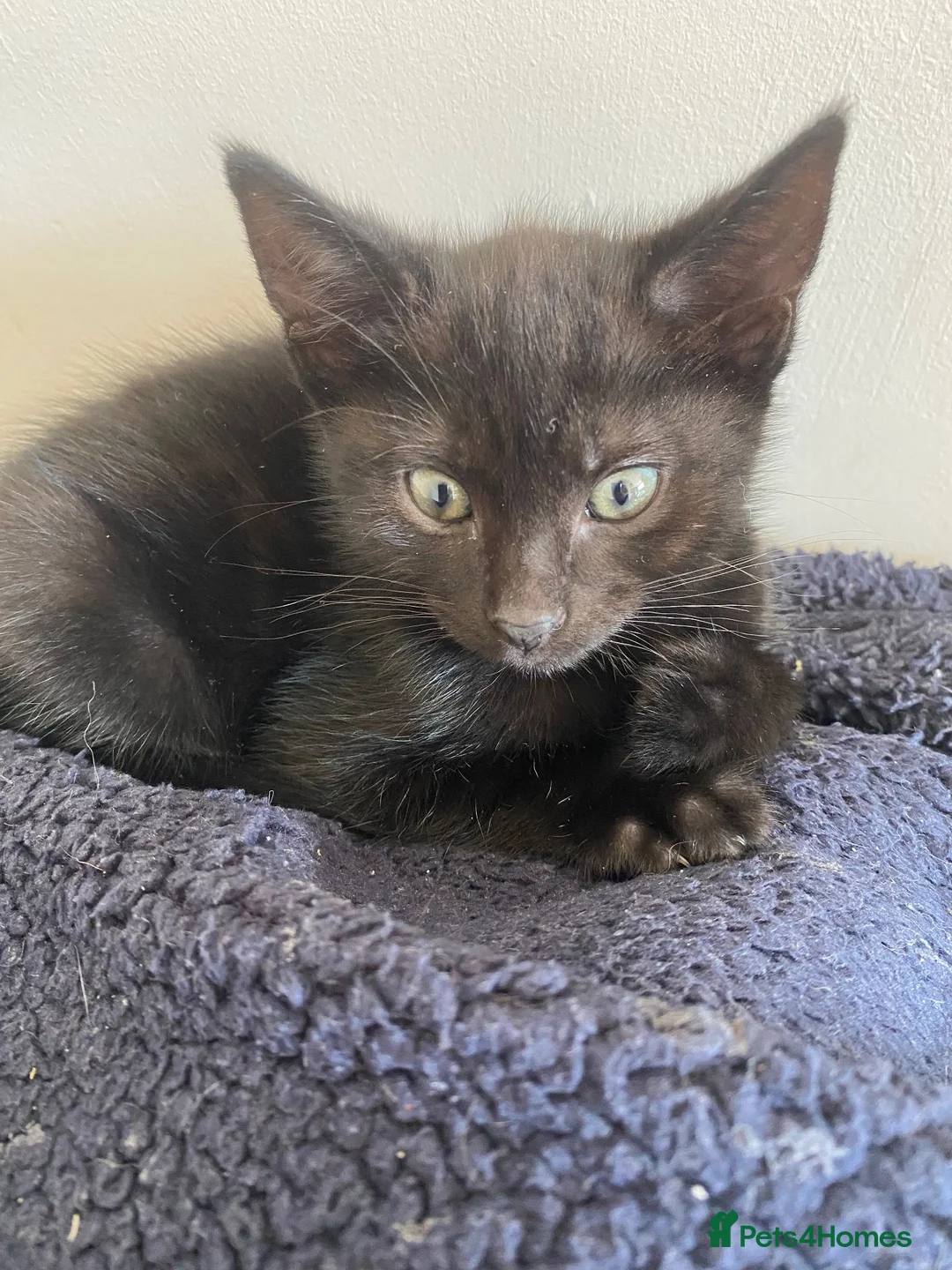 Mixed Breed cats for sale: Beautiful Kittens - Ready Now - Advert 15