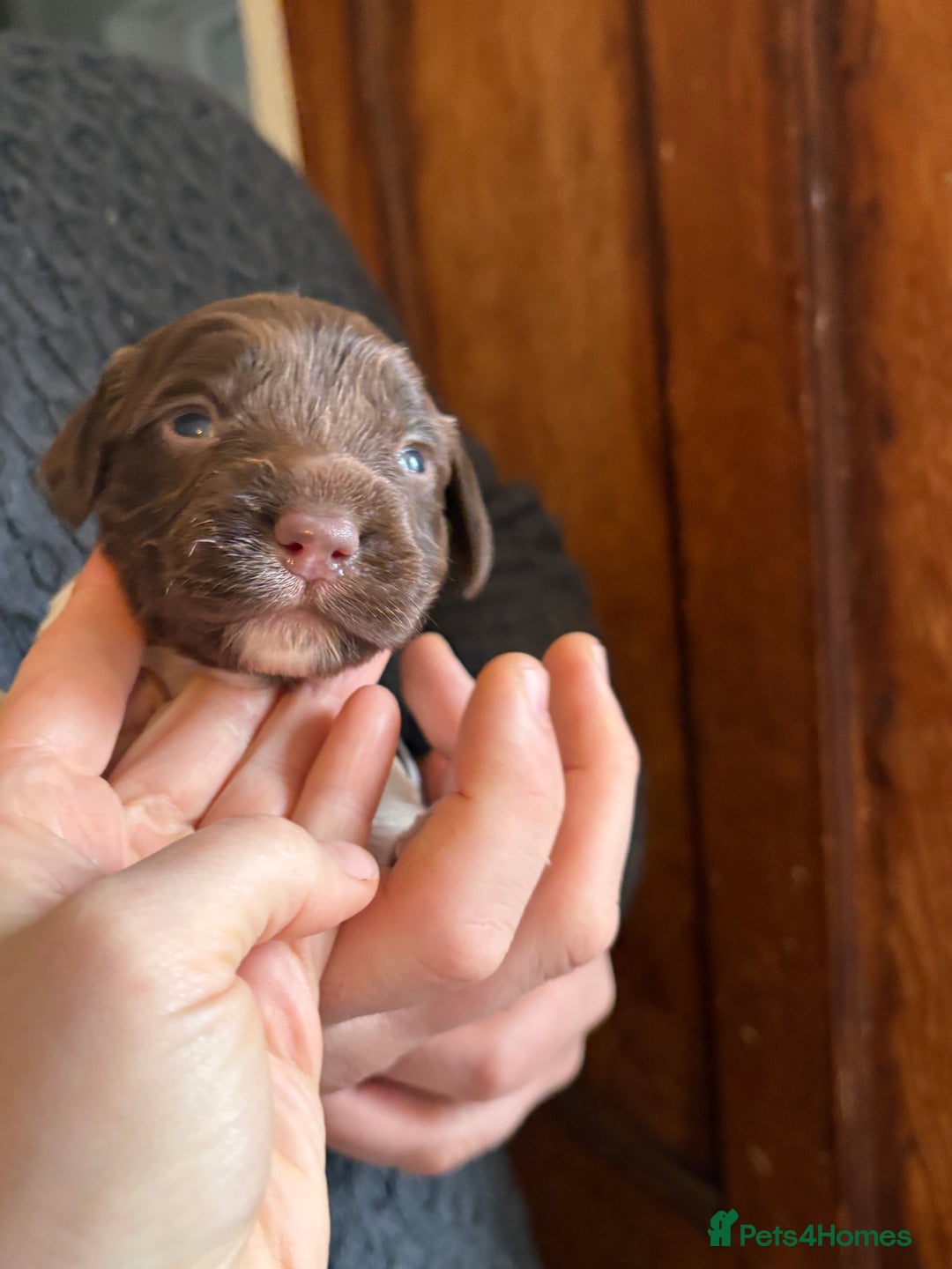 English Springer Spaniel dogs for sale: Beautiful litter of KC REG Puppies - Advert 9