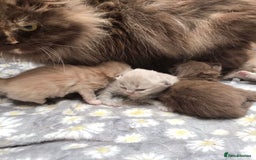British Longhair cats for sale: British longhair and shorthair kittens for sale - Image 8