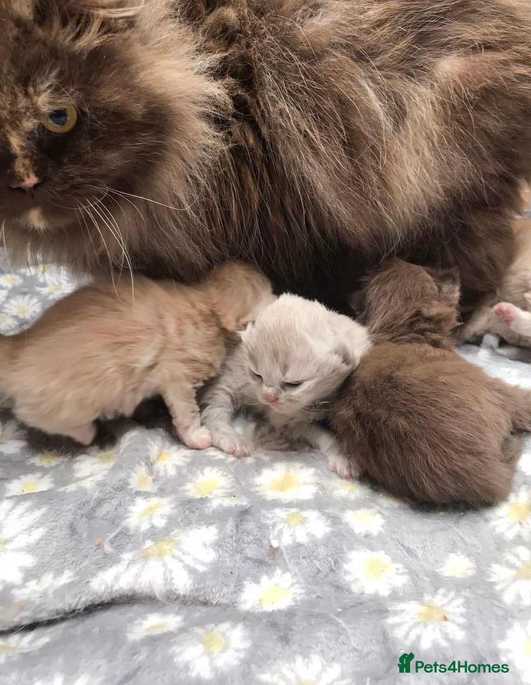 British Longhair cats for sale: British longhair and shorthair kittens for sale - Image 8