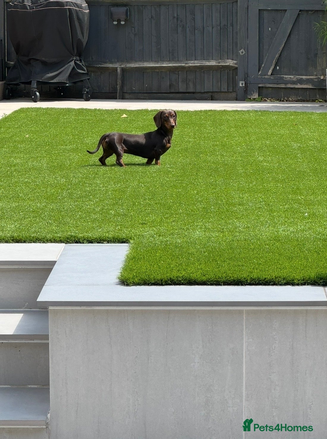 Miniature Dachshund dogs for sale: Only star home for my miniature Dachshund Bella! - Advert 2
