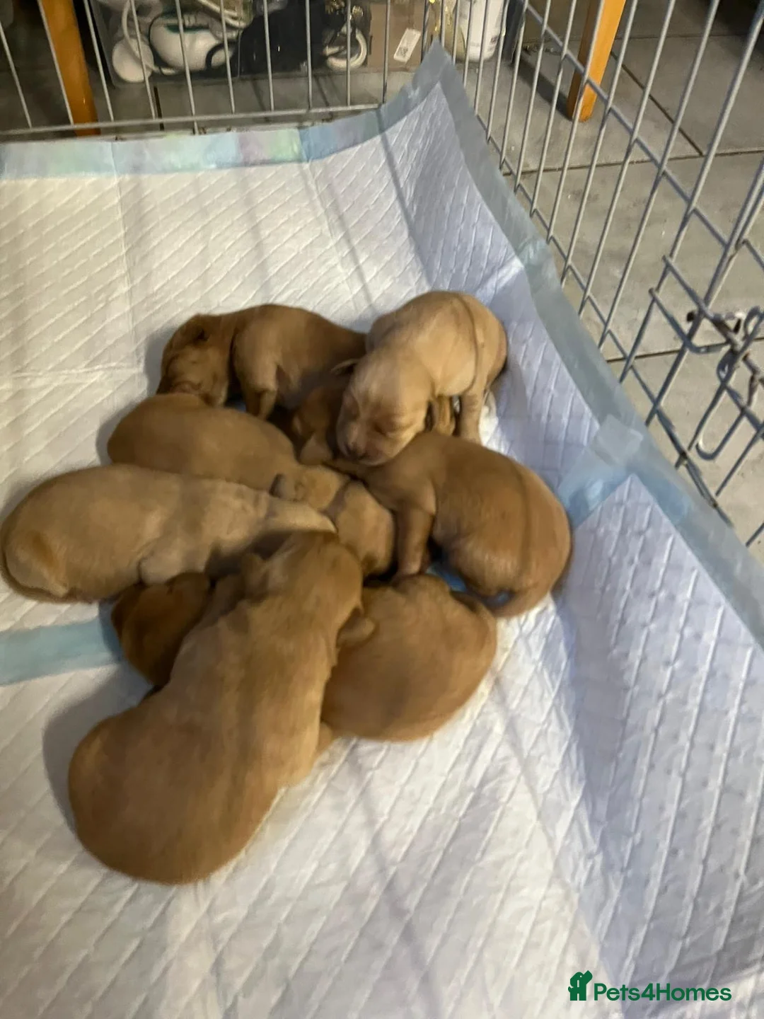 Labrador Retriever dogs for stud: 🍁Proven Fox Red Labrador for STUD 🍁 in Ibstock - Advert 5