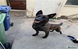Mixed Breed dogs for sale: Female bull herder  - Image 1