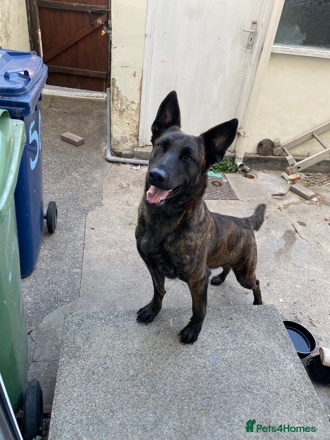 Mixed Breed dogs for sale: Female bull herder  - Image 1