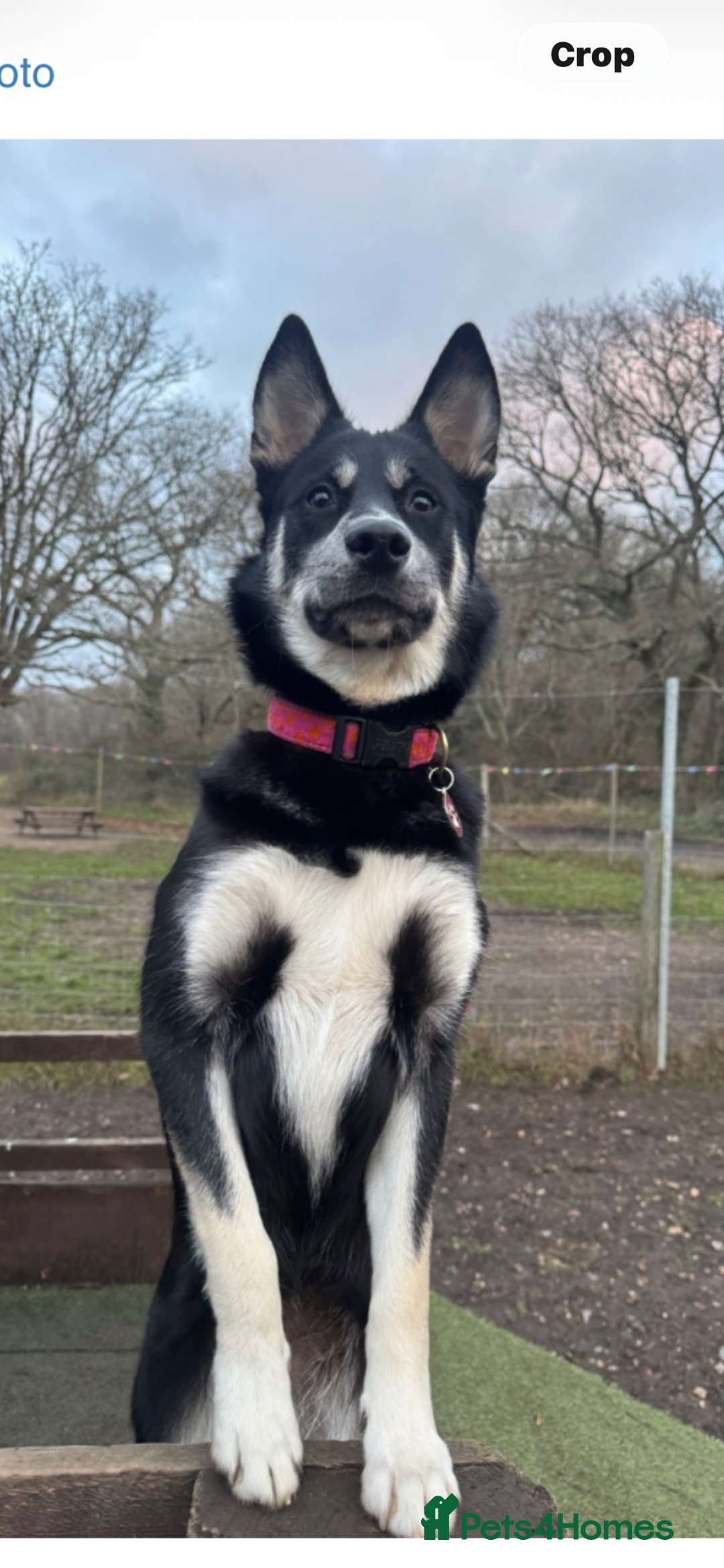 Pomsky dogs for sale: 9 month Pomsky, looking for a looking home. - Advert 4