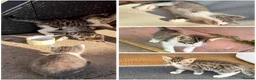 Domestic Shorthair cats for sale: 8‑Week Domestic Shorthair Kittens,Mum Can Be Seen  - Advert 1
