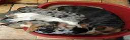 Jack Russell dogs for sale: Rare miniature Jack Russell puppies - Advert 5