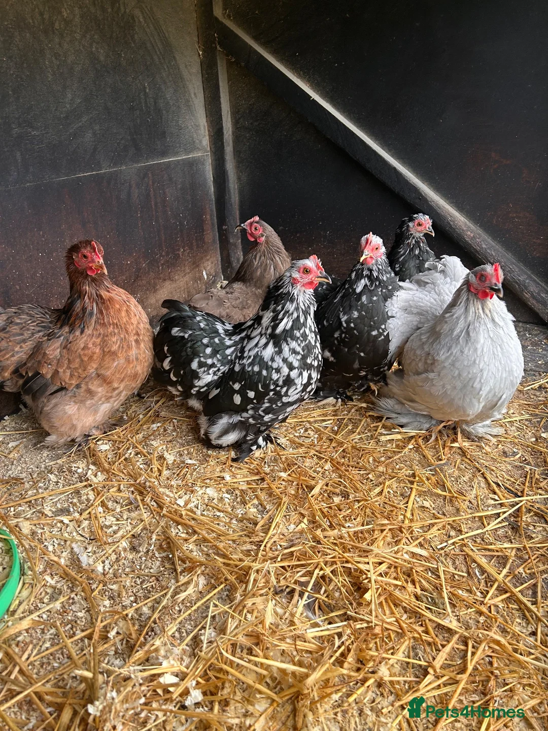Chickens poultry for sale: Beautiful Pekin bantam hens  - Advert 1