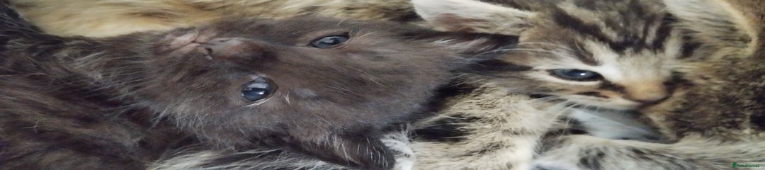 Mixed Breed Kitten 2