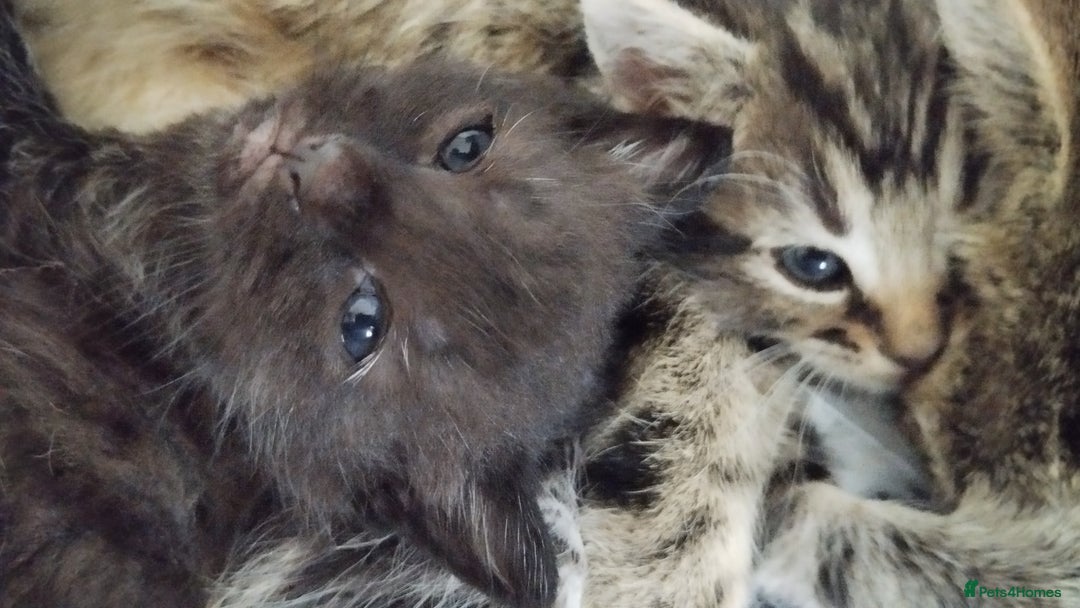 Mixed Breed cats for sale: 2 boy kittens  - Image 7