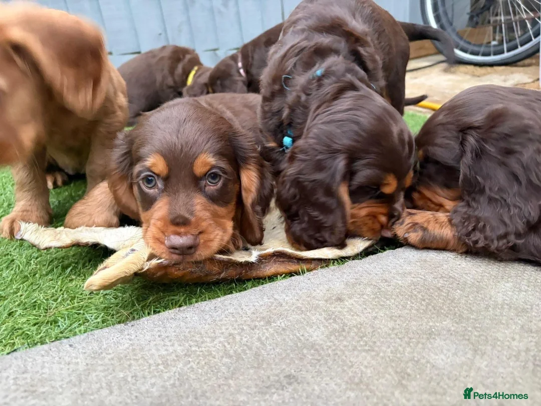 Cocker Spaniel dogs for stud: 🐾 Proven Stud - Healthy Working Cocker Spaniel 🐾 - Advert 2