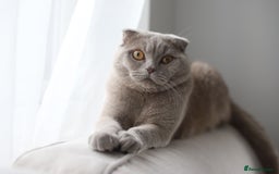 Scottish Fold cats for sale: Scottish Fold Cat for Rehome – Gentle & Loving - Image 1