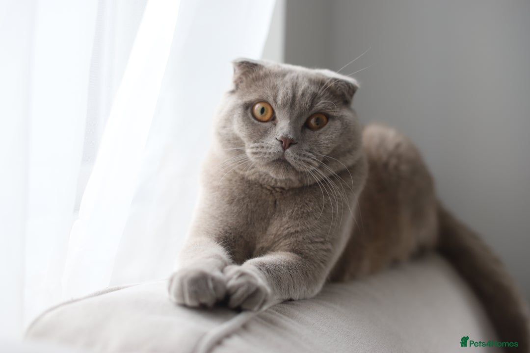 Scottish Fold cats for sale: Scottish Fold Cat for Rehome – Gentle & Loving - Image 1