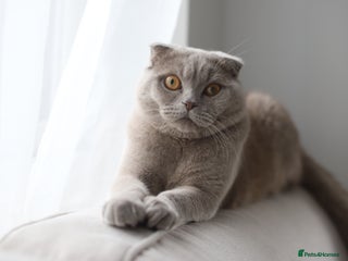 Scottish Fold cats - Advert 14