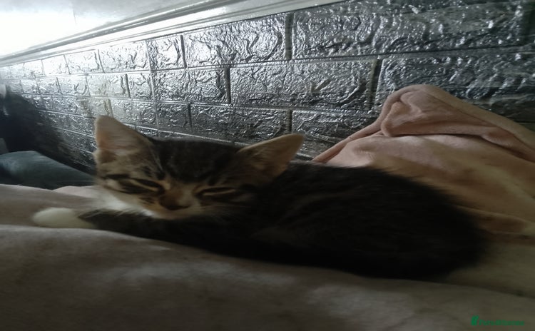 Mixed Breed cats - Advert 16