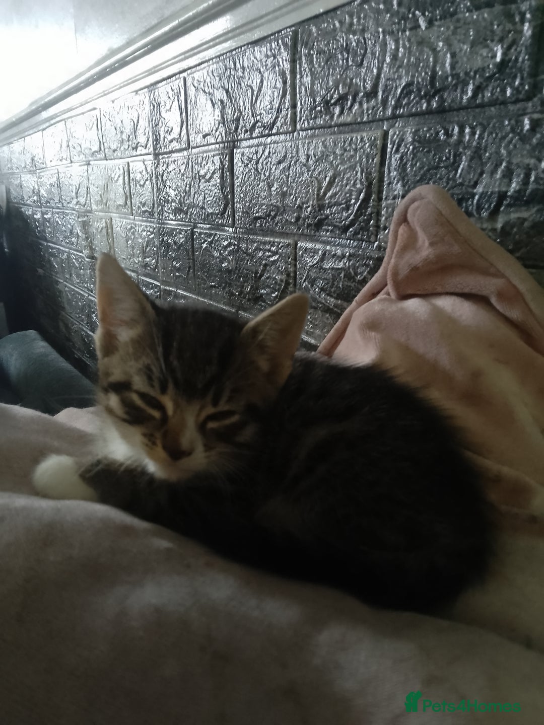 Mixed Breed cats for sale: Kittens looking for new homes - Image 1