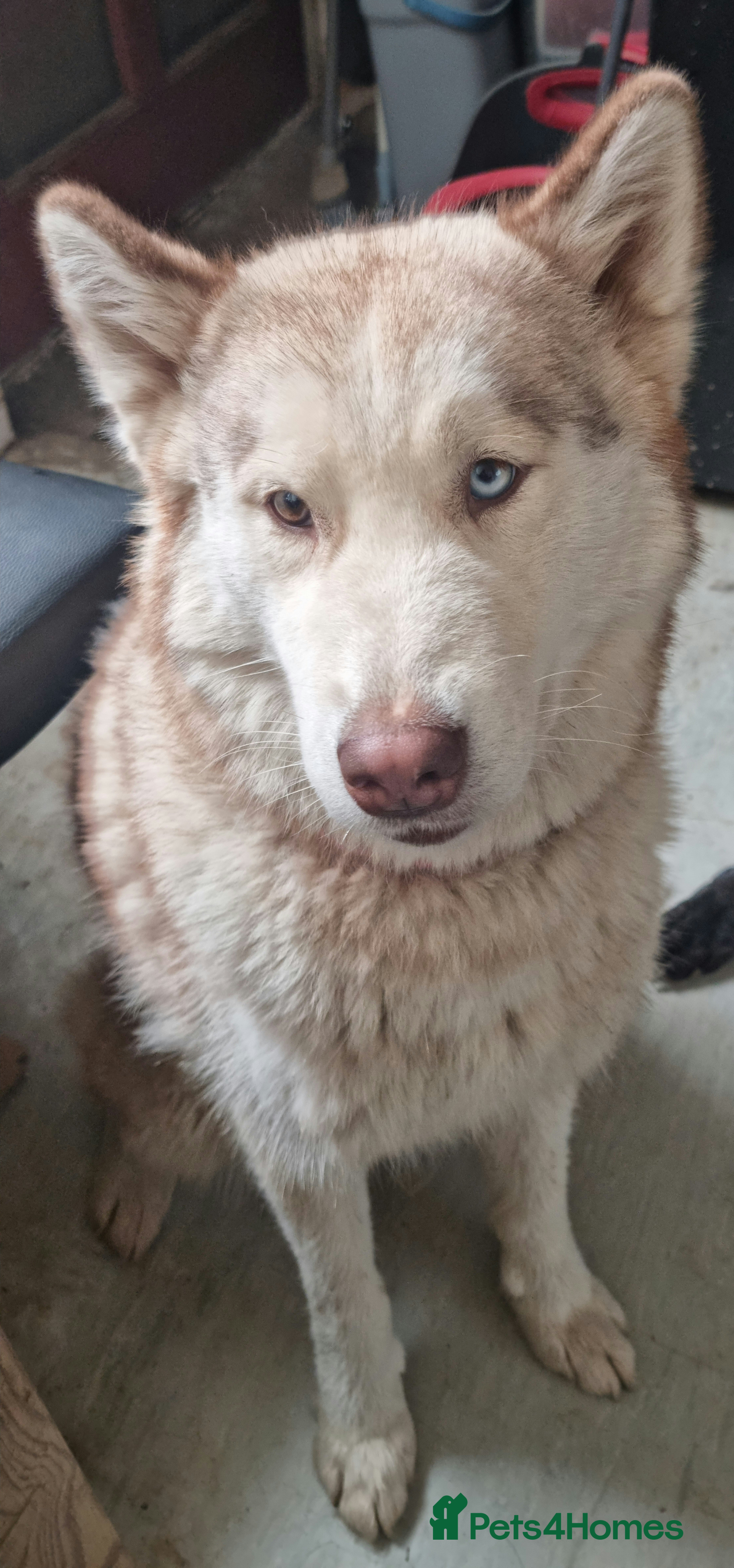 Siberian Husky dogs Husky x Malamute  - Advert 1