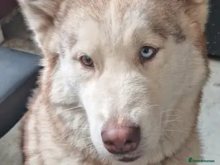 Siberian Husky dogs Husky x Malamute - Advert 5