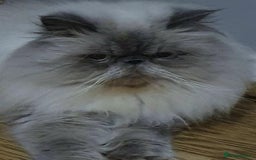 Persian cats for sale: Last kitten Ready Sat. Affectionate Persian Boy 🐾 - Image 20