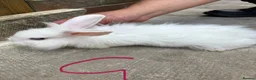 English Lop rabbits for sale: Lop ear bunny  - Advert 3