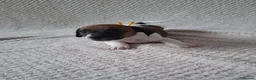 Jack Russell dogs for sale: Jack Russell Puppies  - Advert 10