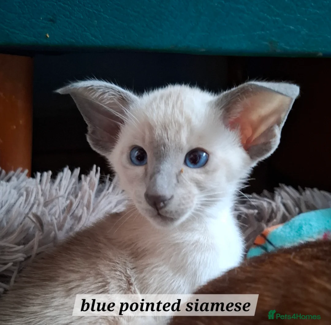 Siamese cats for sale: Blue Pointed Siamese - Advert 1