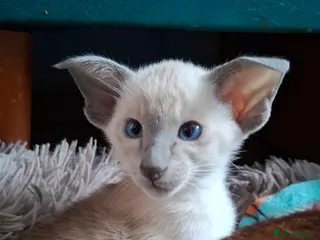 Siamese cats Blue Pointed Siamese - Advert 2