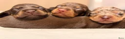 Miniature Dachshund dogs for sale: Cute little pumpkins 💕  - Advert 5