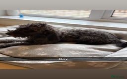Mixed Breed dogs for sale: Cocker x bedlington puppy’s  - Image 3